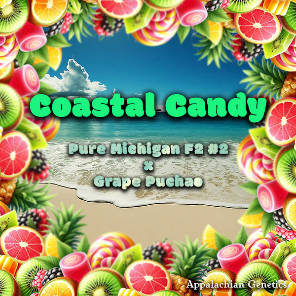 Coastal Candy Appalachian Genetics