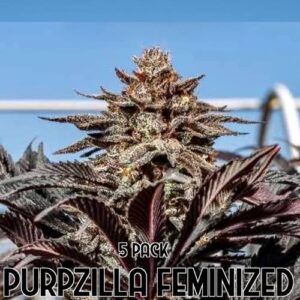 Purpzilla Feminized Cannabis Seeds – Purple High-THC Hybrid-1 Purpzilla feminized cannabis seeds, purple hybrid marijuana strain rich in berry terpenes
