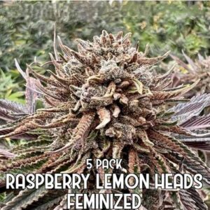 Raspberry Lemon Heads feminized cannabis seeds, sweet-and-sour hybrid marijuana strain with fruity terpenes
