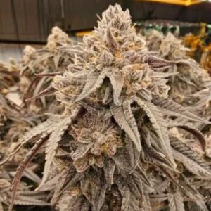 Zello-Feminized-Cannabis-Seeds-6-Pack-by-Umami-Seed-Co Zello