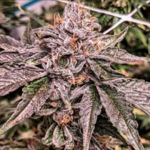 Zelzter cannabis seeds, high-terpene hybrid marijuana strain with strong effects