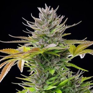 AMG Amnesia Mac Ganja Feminized Cannabis Seeds – High-THC Sativa AMG Amnesia Mac Ganja feminized cannabis seeds, strong sativa marijuana strain with uplifting effects