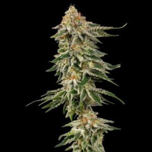 Cherry Pie cannabis seeds, dessert-style hybrid marijuana strain with sweet cherry terpenes