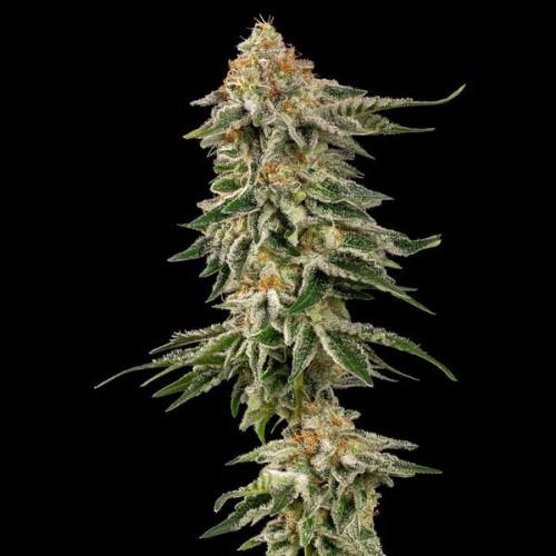 Cherry Pie Cannabis Seeds – Sweet Hybrid Marijuana Strain Cherry Pie cannabis seeds, dessert-style hybrid marijuana strain with sweet cherry terpenes