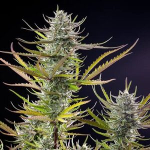 Mimosa feminized cannabis seeds, citrus-dominant hybrid marijuana strain with high terpene levels