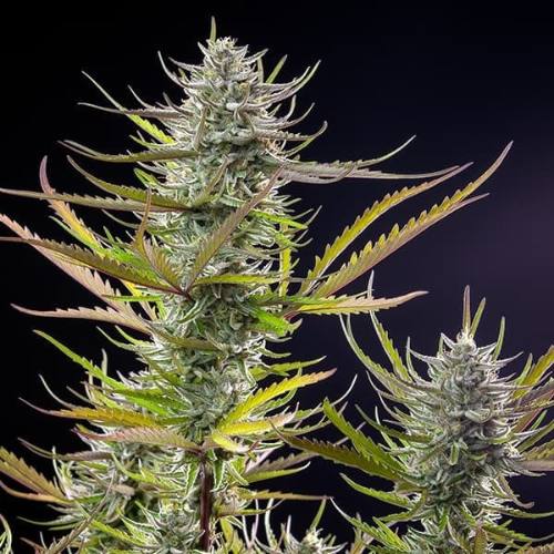 Mimosa Feminized Cannabis Seeds – Citrus-Forward Hybrid Mimosa feminized cannabis seeds, citrus-dominant hybrid marijuana strain with high terpene levels