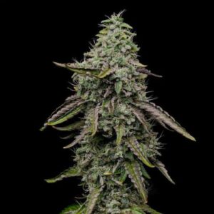 Special Kush 1 Cannabis Seeds – Traditional Indica Kush Strain Special Kush 1 cannabis seeds, classic indica marijuana strain with strong sedative effects