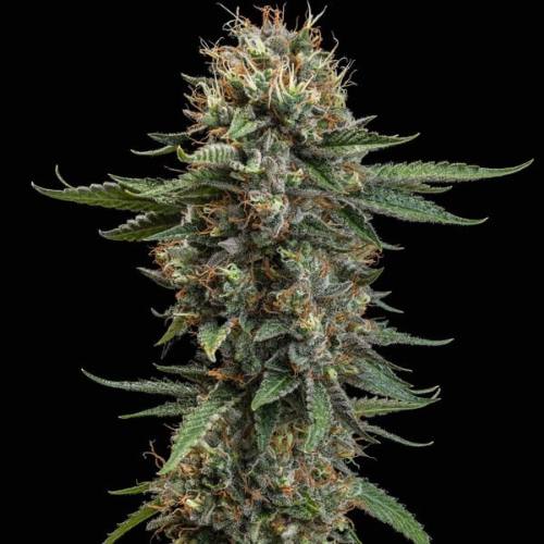 Watermelon feminized cannabis seeds, fruity indica marijuana strain with sweet melon terpenes