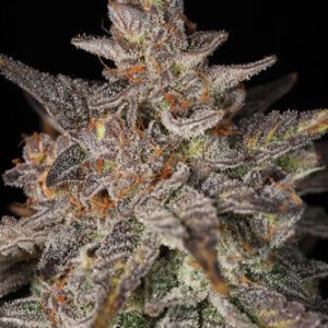 Ya Smell Me Sin City Seeds