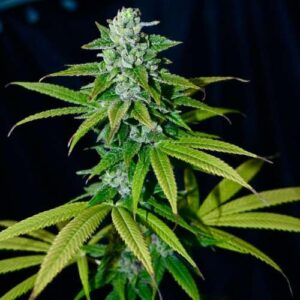 Swabi F3 - Silk Route To Salvation