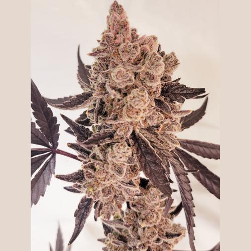 Gucci Pop STR8GAS Genetics