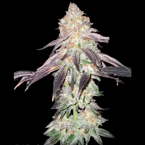 Buttafinger Rollupz seed pack showing Rollupz x Buttafingerz cross details feminized 6 pack by Americann Cultivars