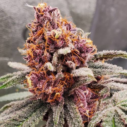 Buttafinger Runtz seed pack showing Stunna Runtz x Buttafingerz cross details feminized 6 pack by Americann Cultivars