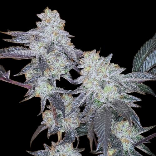 Cali Cake Breath seed pack showing OGKB 2.1 x Cake Pebblez cross details feminized 6 pack by Americann Cultivars