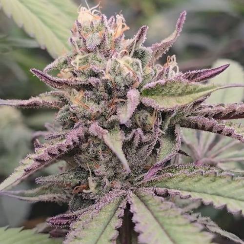 Hella Cakes seed pack showing Canal St Runtz x Cake Pebblez cross details feminized 6 pack by Americann Cultivars